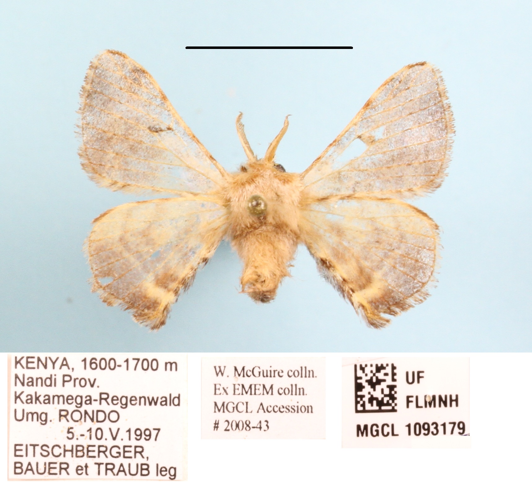 /filer/webapps/moths/media/images/Z/zolotuhini_Racinoa_A_MGCLa_01.JPG