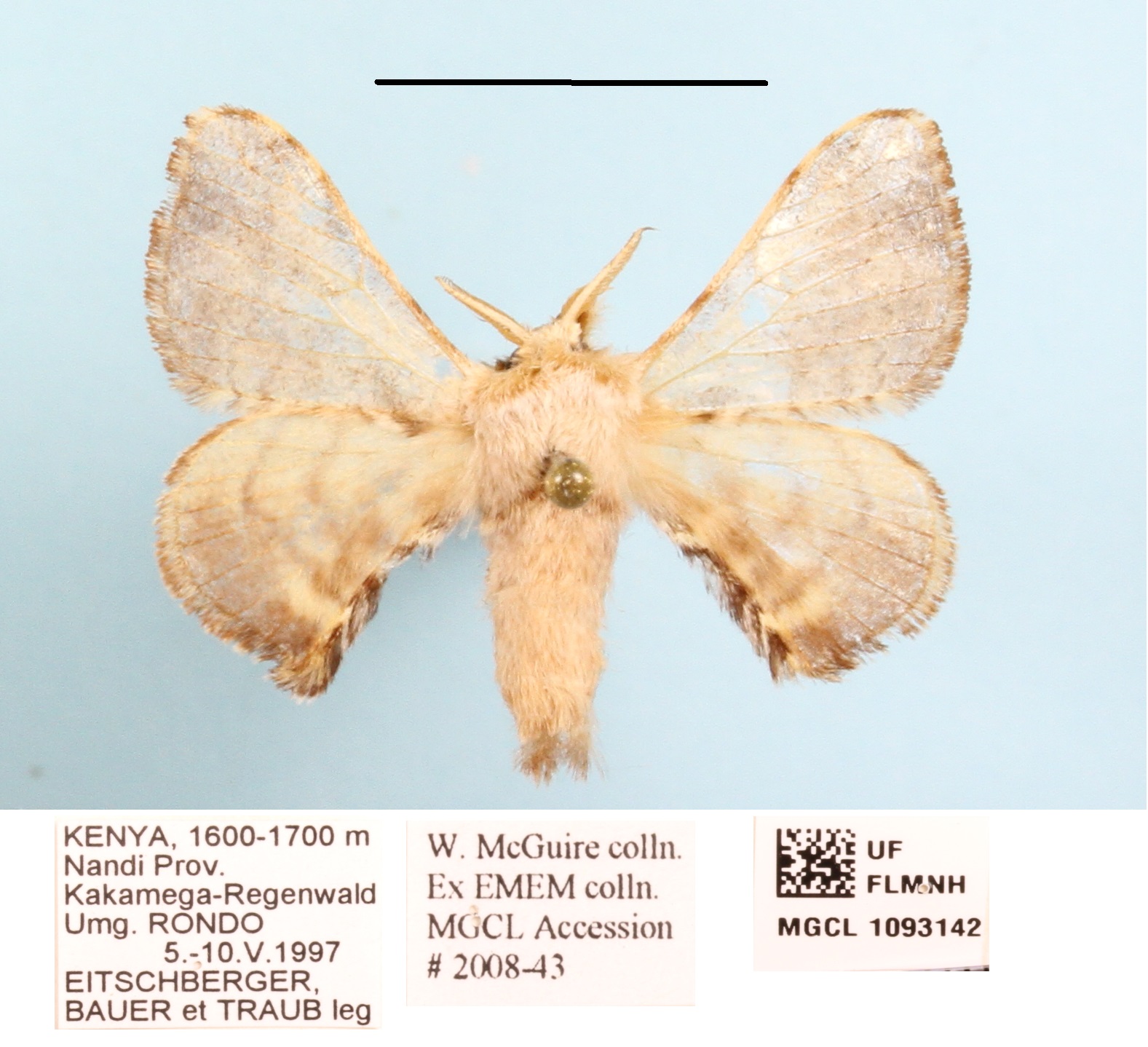 /filer/webapps/moths/media/images/Z/zolotuhini_Racinoa_A_MGCLa_02.JPG