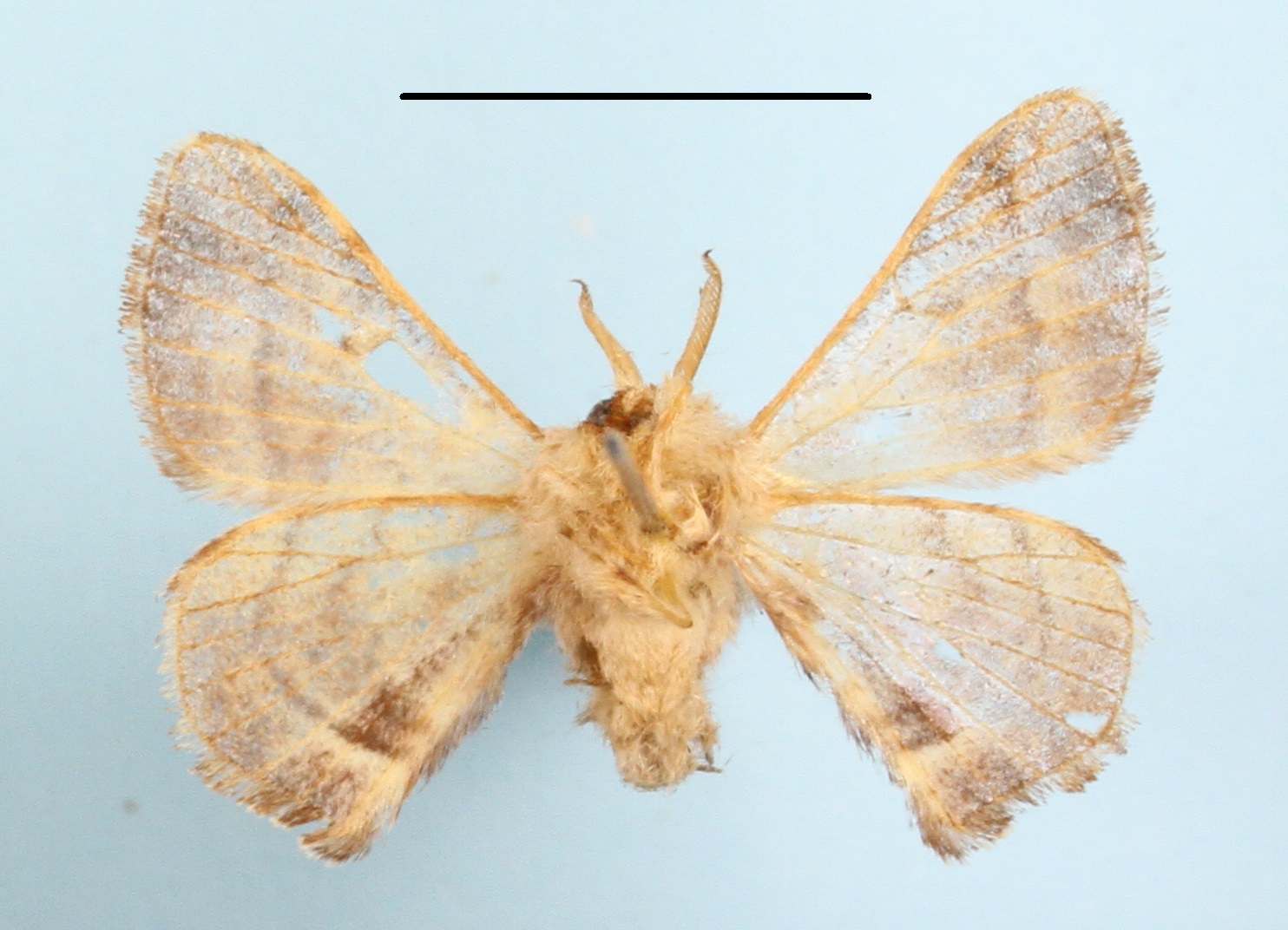 /filer/webapps/moths/media/images/Z/zolotuhini_Racinoa_A_MGCLb_01.JPG
