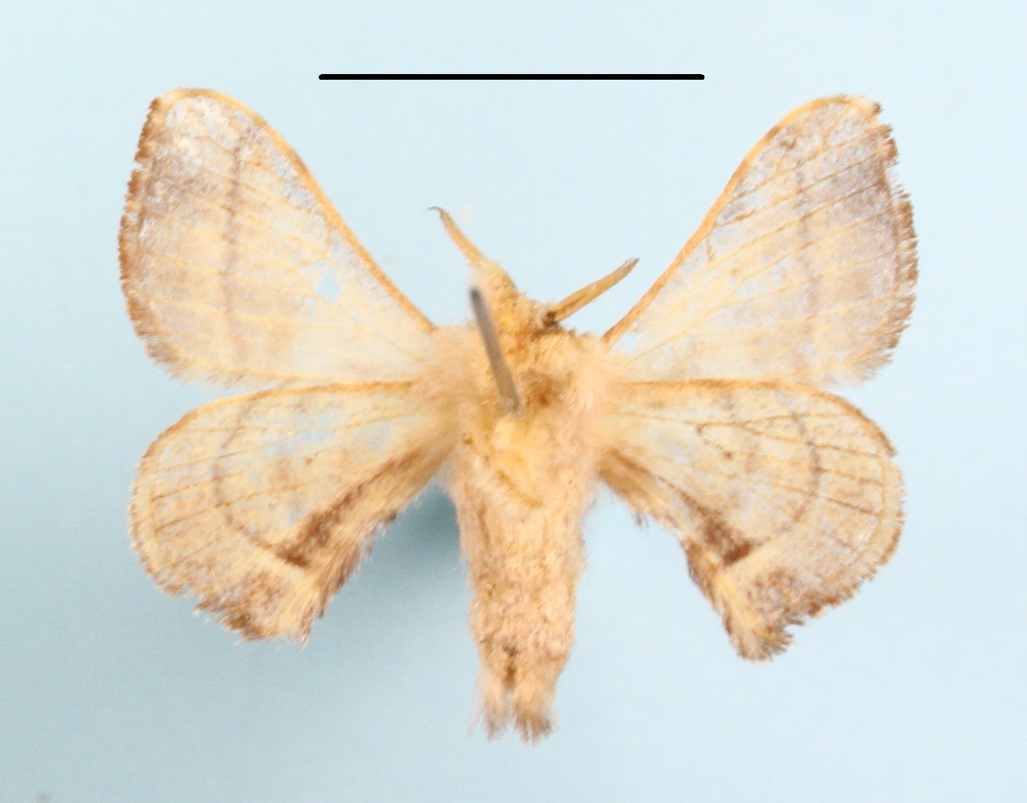/filer/webapps/moths/media/images/Z/zolotuhini_Racinoa_A_MGCLb_02.JPG