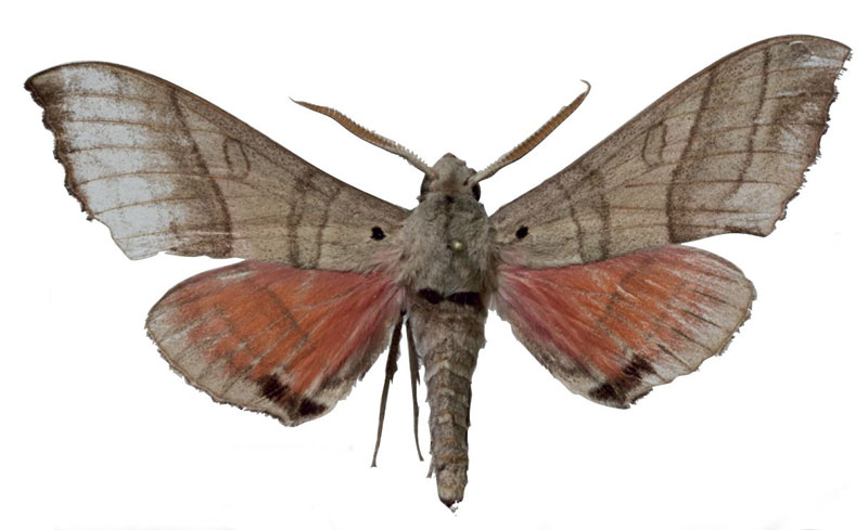 /filer/webapps/moths/media/images/Z/zolotuhini_Rufoclanis_HT_EMEMa.jpg