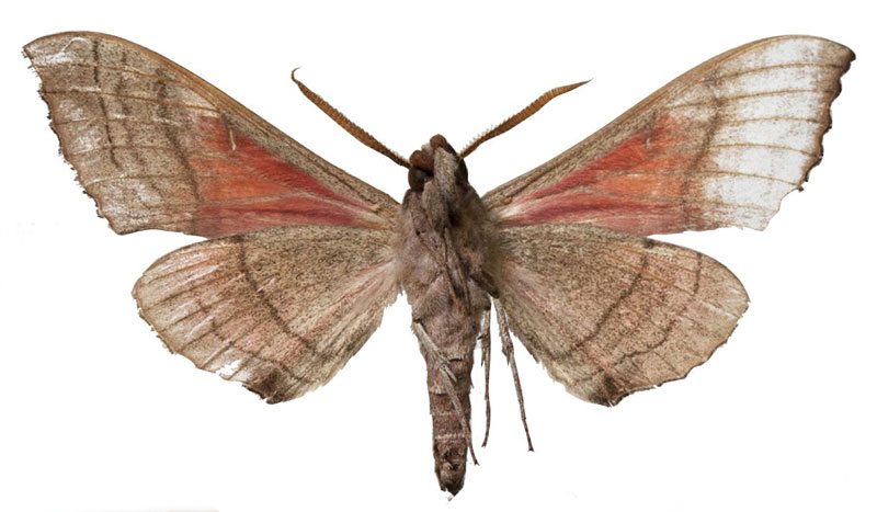 /filer/webapps/moths/media/images/Z/zolotuhini_Rufoclanis_HT_EMEMb.jpg