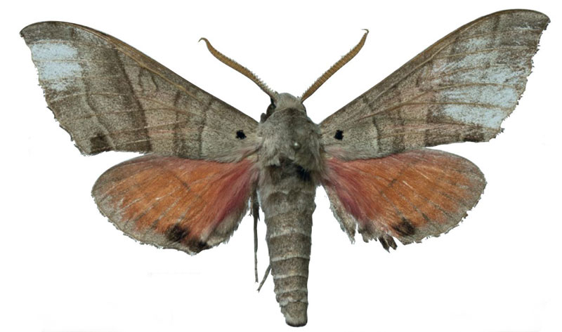 /filer/webapps/moths/media/images/Z/zolotuhini_Rufoclanis_PTM_EMEMa.jpg