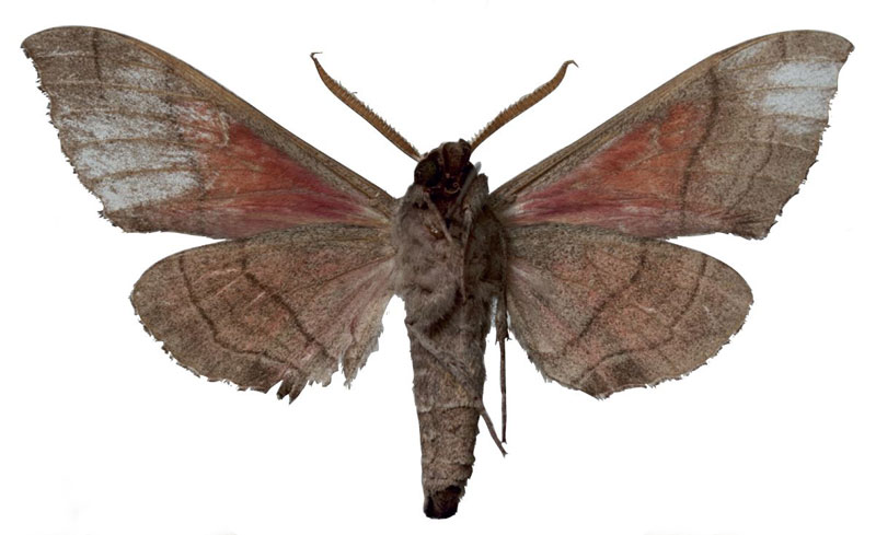 /filer/webapps/moths/media/images/Z/zolotuhini_Rufoclanis_PTM_EMEMb.jpg