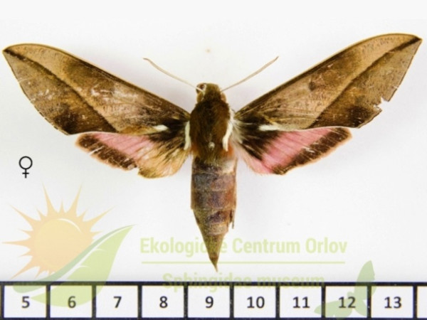 /filer/webapps/moths/media/images/Z/zomba_Chaerocina_AF_SMCR_02.jpg
