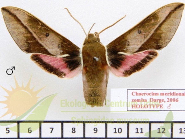 /filer/webapps/moths/media/images/Z/zomba_Chaerocina_HTM_SMCR_01.jpg