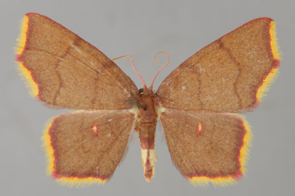 /filer/webapps/moths/media/images/Z/zombensis_Chrysocraspeda_A_ZSM_01.jpg