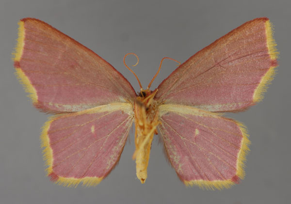 /filer/webapps/moths/media/images/Z/zombensis_Chrysocraspeda_A_ZSM_02.jpg