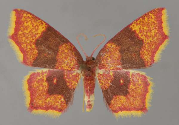 /filer/webapps/moths/media/images/Z/zombensis_Chrysocraspeda_A_ZSM_03.jpg