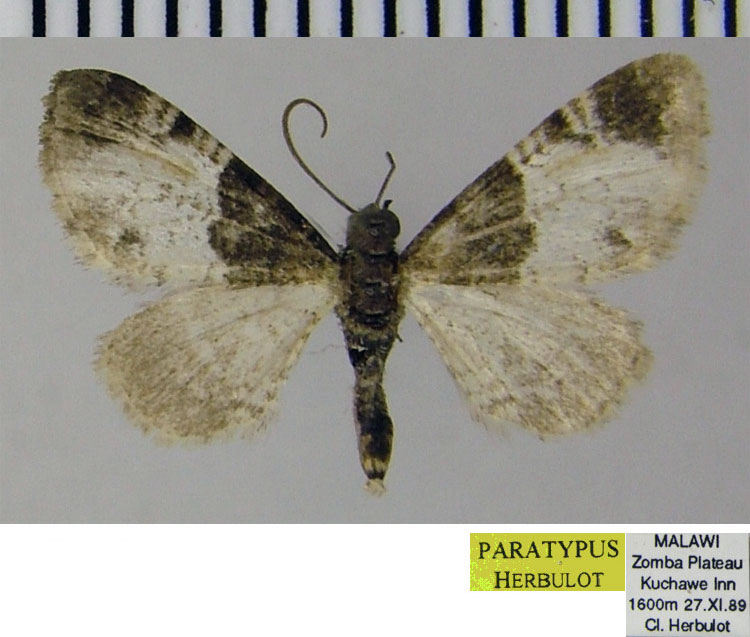/filer/webapps/moths/media/images/Z/zombensis_Eupithecia_PTF_ZSM_01.jpg
