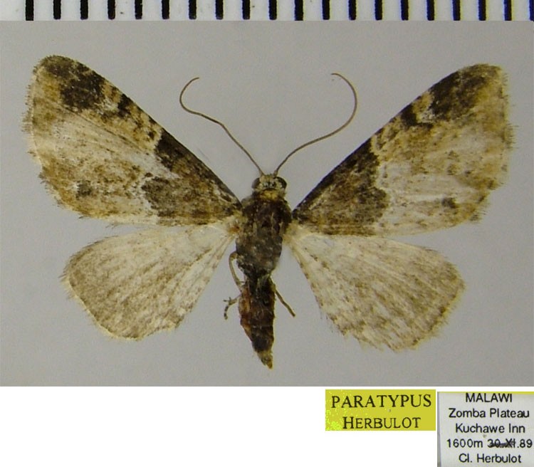 /filer/webapps/moths/media/images/Z/zombensis_Eupithecia_PTF_ZSM_02.jpg