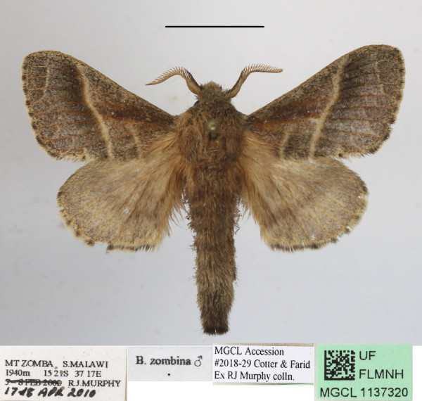 /filer/webapps/moths/media/images/Z/zombina_Bombycopsis_AM_MGCLa_01.JPG