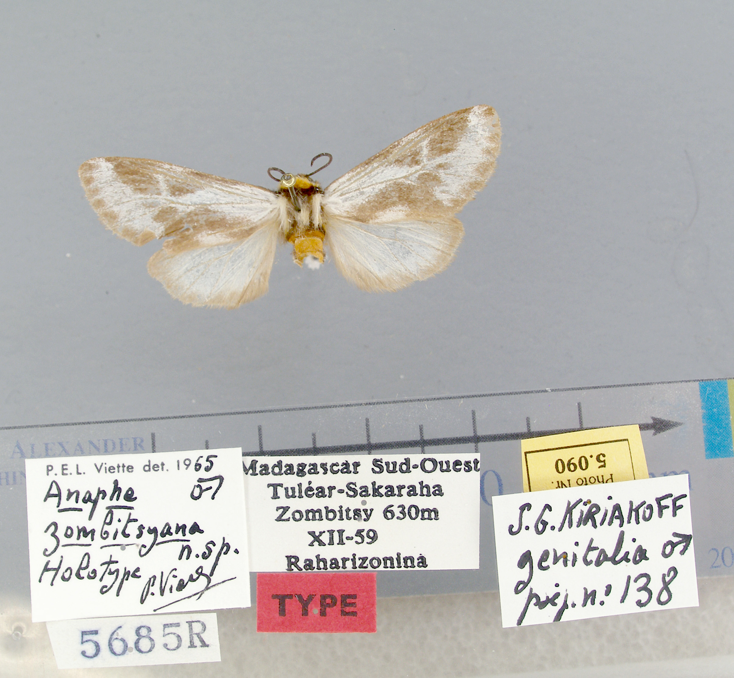/filer/webapps/moths/media/images/Z/zombitsyana-Nesanaphe-5090-HT-Madagascar.jpg