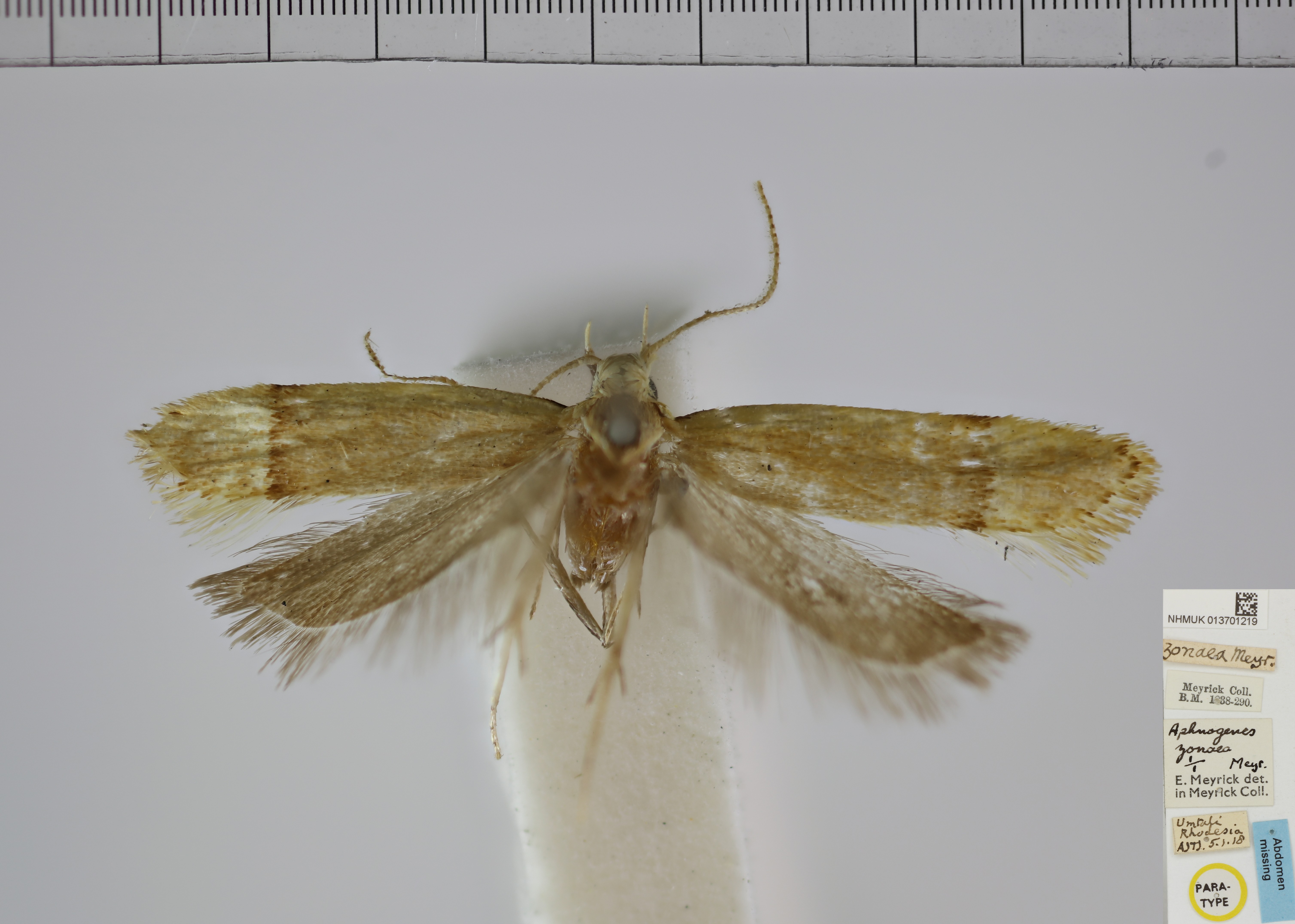 /filer/webapps/moths/media/images/Z/zonaea_Aphnogenes__A_NHMUK.jpg