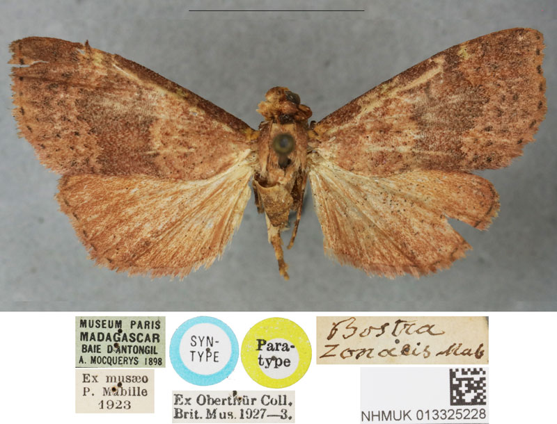 /filer/webapps/moths/media/images/Z/zonalis_Bostra_LTM_BMNH.jpg
