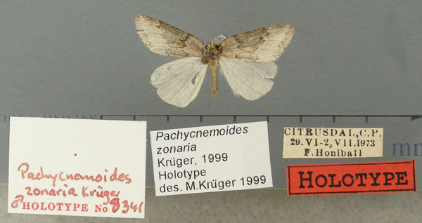 /filer/webapps/moths/media/images/Z/zonaria_Pachycnemoides_HT_TMSA.jpg