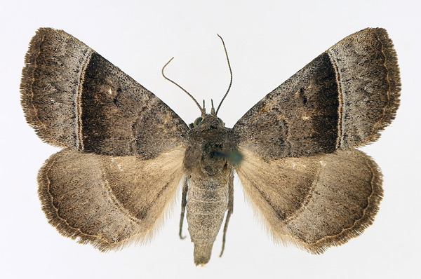/filer/webapps/moths/media/images/Z/zonaria_Plecoptera_AF_TMSA_01.jpg