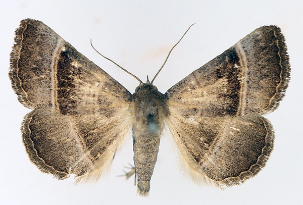 /filer/webapps/moths/media/images/Z/zonaria_Plecoptera_AM_TMSA_01.jpg