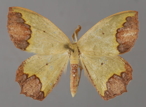 /filer/webapps/moths/media/images/Z/zonata_Luashia_A_ZSM_01.jpg