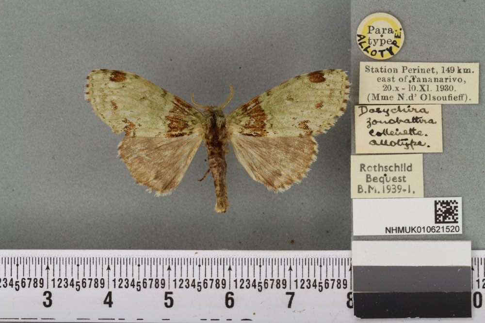 /filer/webapps/moths/media/images/Z/zonobathra_Dasychira_AT_BMNHa.jpg