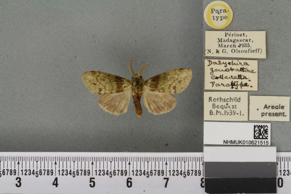 /filer/webapps/moths/media/images/Z/zonobathra_Dasychira_PTM_BMNH_01a.jpg