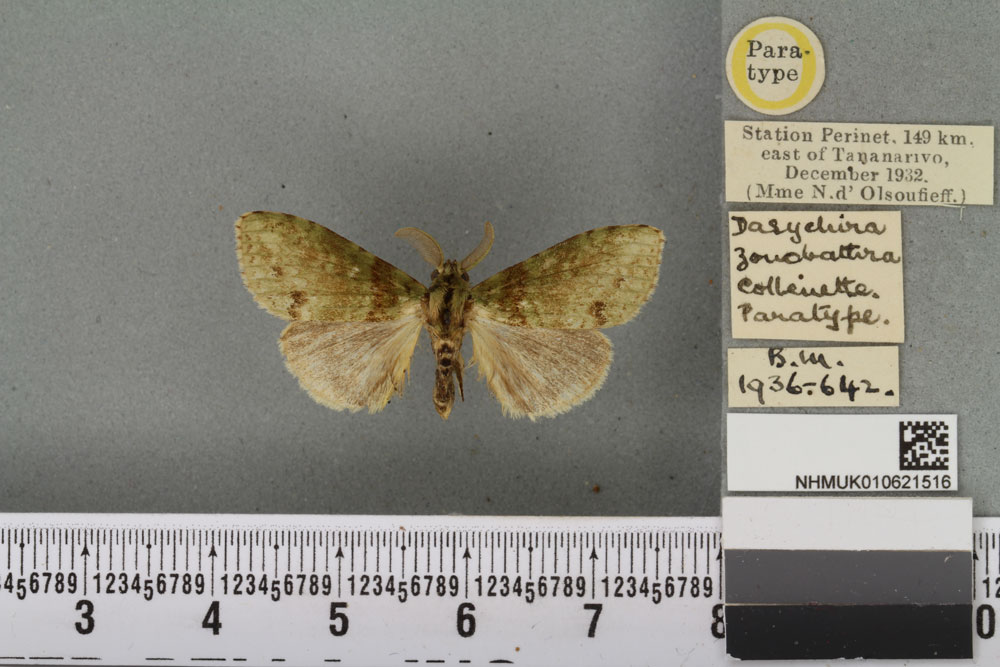 /filer/webapps/moths/media/images/Z/zonobathra_Dasychira_PTM_BMNH_02a.jpg