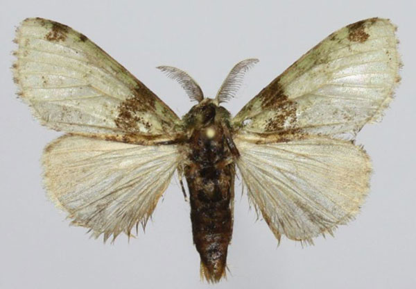 /filer/webapps/moths/media/images/Z/zonobathra_Rivotra_AM_Golovizina.jpg