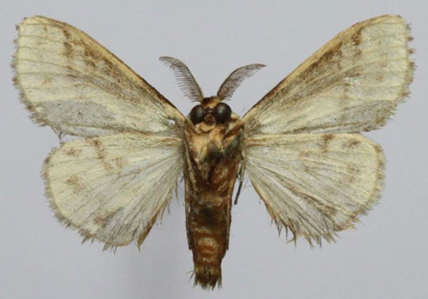 /filer/webapps/moths/media/images/Z/zonobathra_Rivotra_AM_Golovizinb.jpg