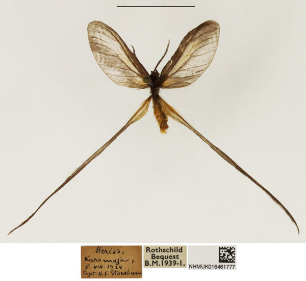 /filer/webapps/moths/media/images/Z/zopheropa_Doratopteryx_AF_NHMUK.jpg