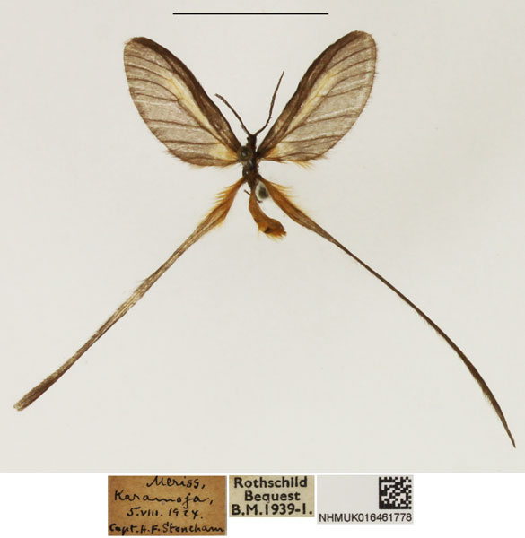 /filer/webapps/moths/media/images/Z/zopheropa_Doratopteryx_AM_NHMUK.jpg