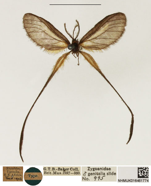 /filer/webapps/moths/media/images/Z/zopheropa_Doratopteryx_HT_NHMUK.jpg