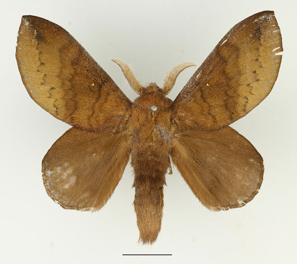 /filer/webapps/moths/media/images/Z/zopheropa_Mallocampa_AM_Basquin_01.jpg