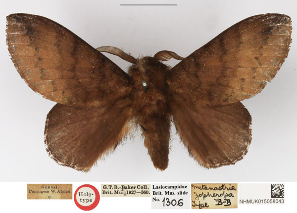 /filer/webapps/moths/media/images/Z/zopheropa_Metanastria_HT_NHMUK.jpg