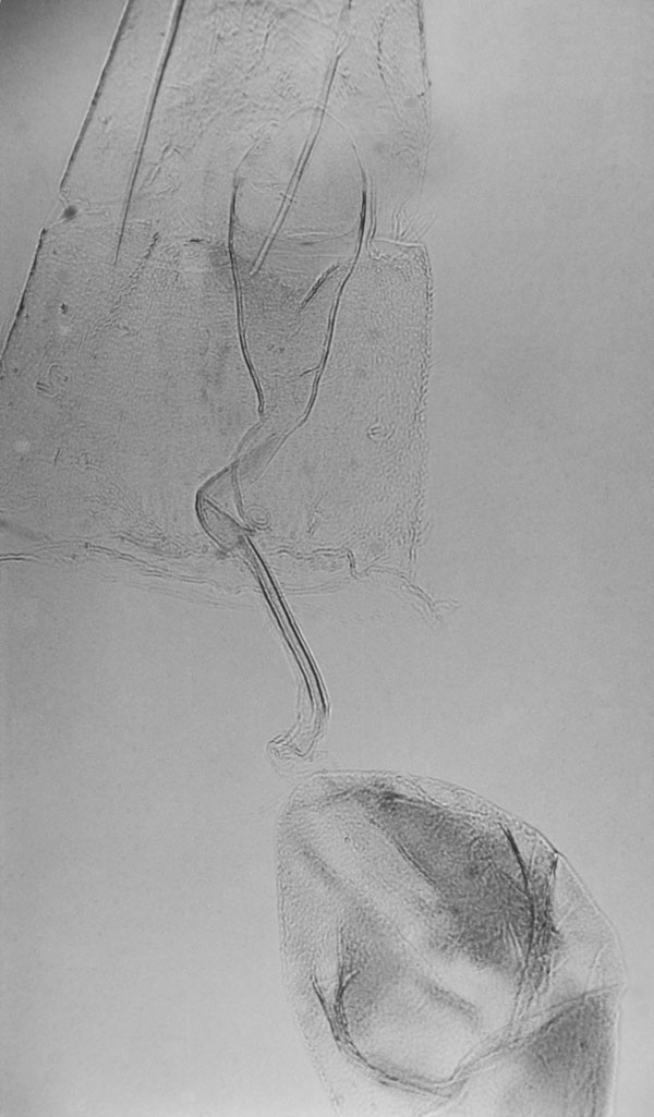 /filer/webapps/moths/media/images/Z/zophodactylus_Stenoptilia_GF_MNHN_3140.jpg