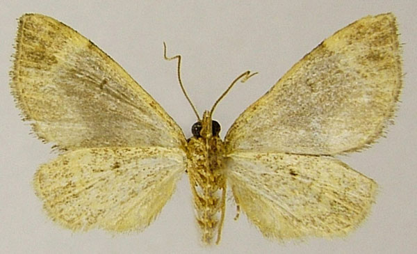 /filer/webapps/moths/media/images/Z/zukwalensis_Piercia_AM_ZSMb.jpg