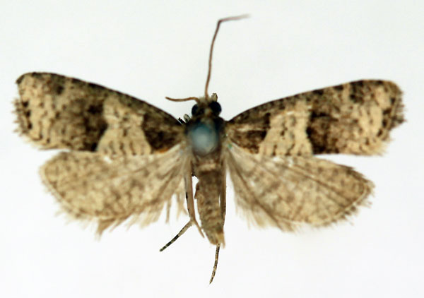/filer/webapps/moths/media/images/Z/zuluana_Tuckia_PT_ISEA_02.jpg