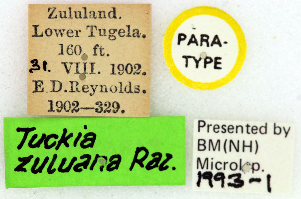 /filer/webapps/moths/media/images/Z/zuluana_Tuckia_PT_ISEA_02l.jpg