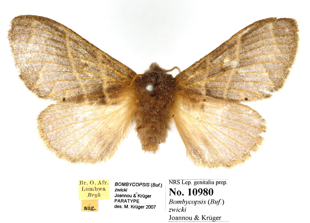 /filer/webapps/moths/media/images/Z/zwicki_Bombycopsis_PTF_SNHM.jpg