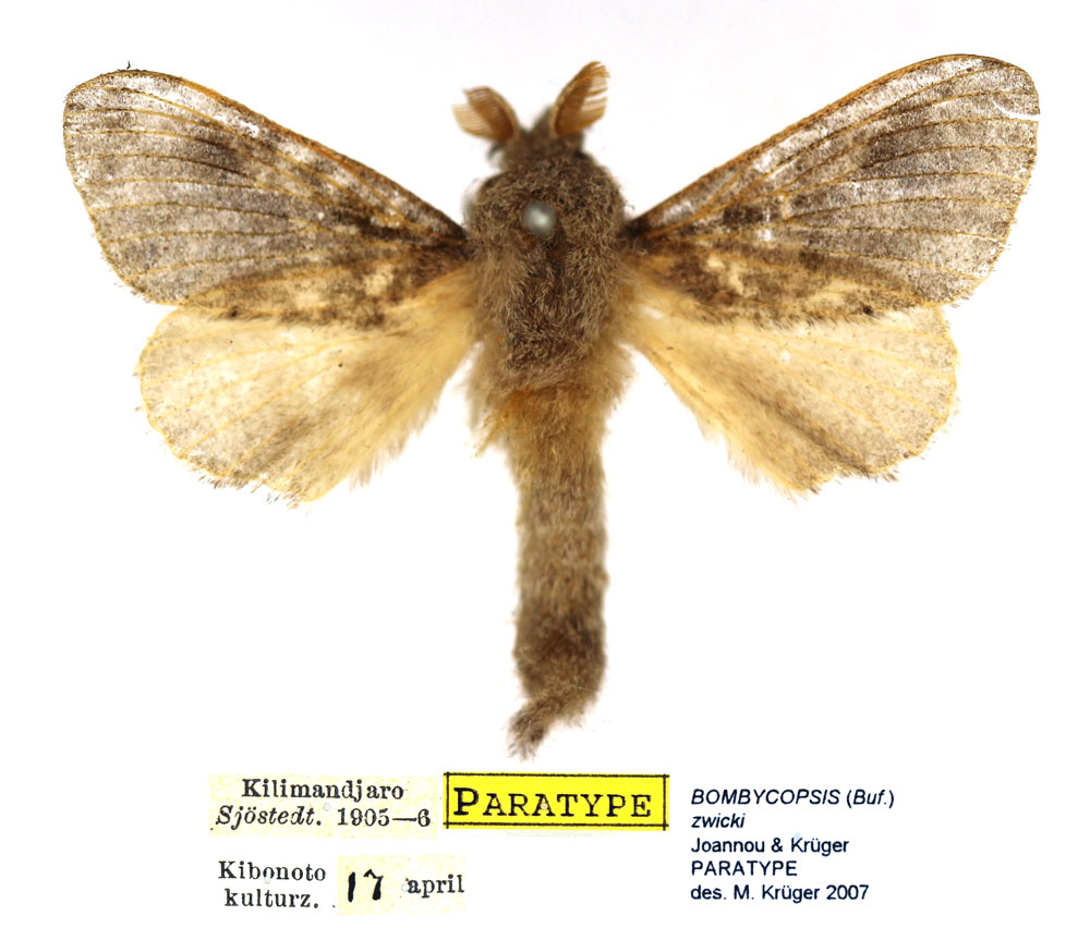 /filer/webapps/moths/media/images/Z/zwicki_Bombycopsis_PTM_SNHM_01.jpg