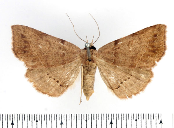 /filer/webapps/moths/media/images/Z/zygia_Maxera_AF_BMNH_01.jpg