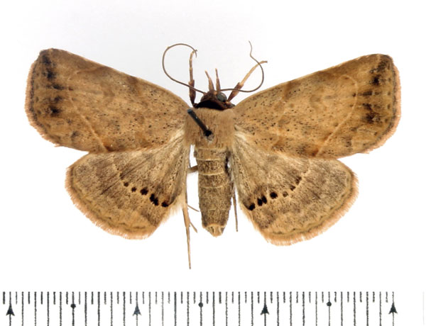 /filer/webapps/moths/media/images/Z/zygia_Maxera_AF_BMNH_02.jpg