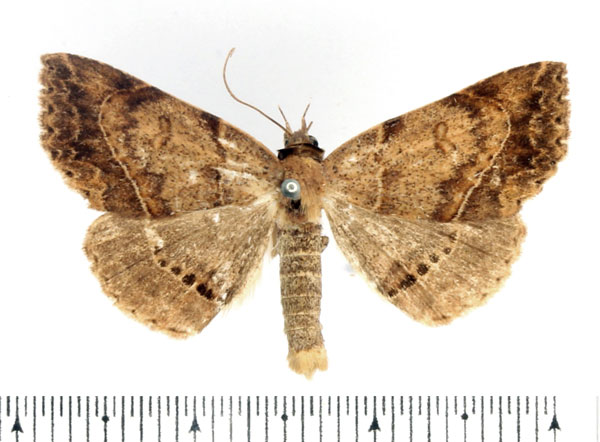 /filer/webapps/moths/media/images/Z/zygia_Maxera_AM_BMNH_02.jpg