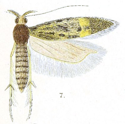 /filer/webapps/moths/media/images/Z/zymotis_Telphusa_LT_Meyrick_4-7.jpg