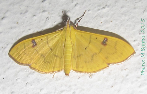/filer/webapps/moths/media/images/Z/zyphalis_Condylorrhiza_AF_Bippus.jpg