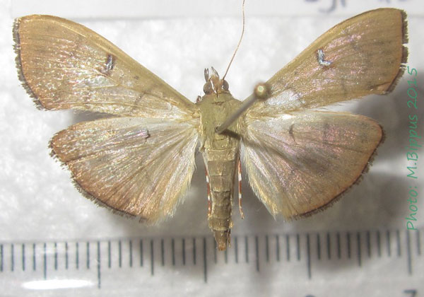 /filer/webapps/moths/media/images/Z/zyphalis_Condylorrhiza_AM_Bippus.jpg