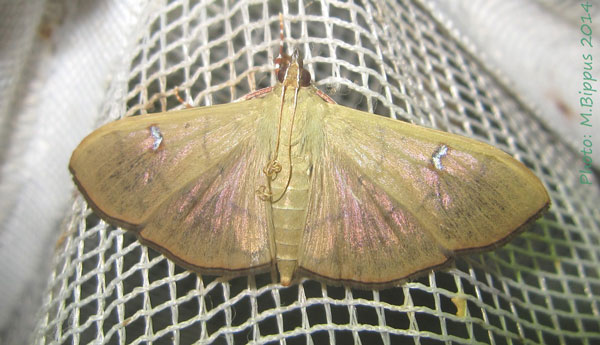 /filer/webapps/moths/media/images/Z/zyphalis_Condylorrhiza_A_Bippus.jpg